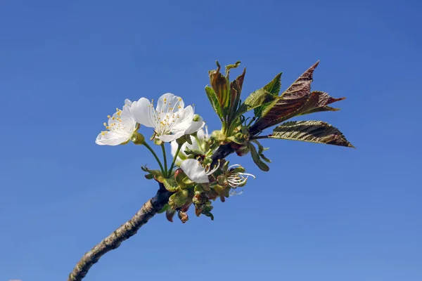 Spring Apple Tree Flowers — Stock Photo, Image