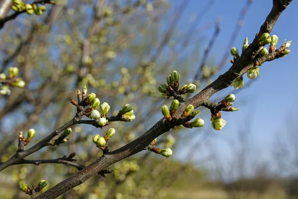 Closeup Apple Blossom Buds — Stock Photo, Image