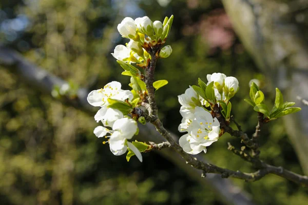 Närbild Våren Äpple Träd Blommor — Stockfoto