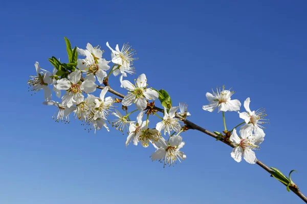 Closeup Cherry Spring Tree Flowers — Stock Photo, Image