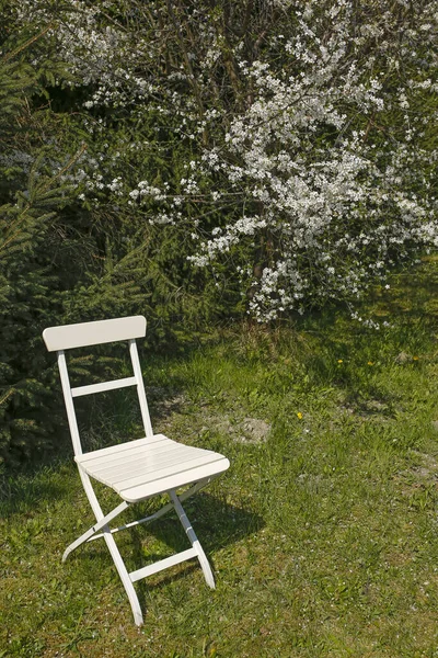Weißer Stuhl Unter Bueaty Blühendem Baum — Stockfoto