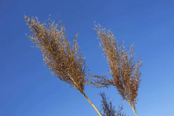 Caña Seca Contra Cielo Azul —  Fotos de Stock