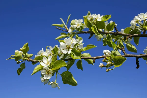 Färska Våren Äpple Träd Blommor Mot Blå Himmel — Stockfoto