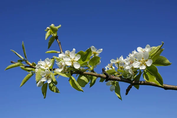 Vacker Vår Äpple Träd Blommor Mot Blå Himmel — Stockfoto