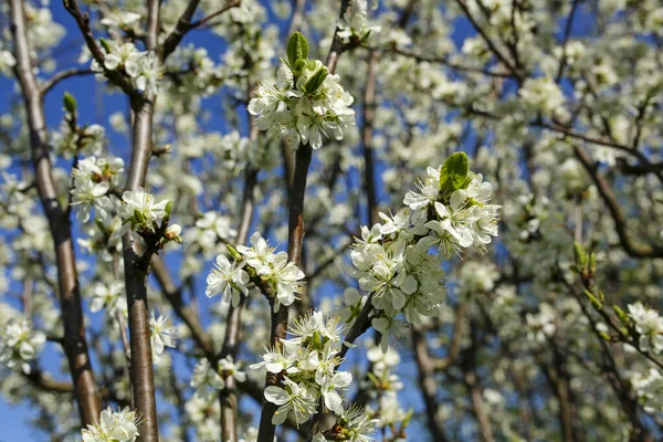 Hermoso Primavera Manzano Flores Fondo — Foto de Stock