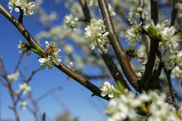 開花するリンゴの木の上で蜂 — ストック写真