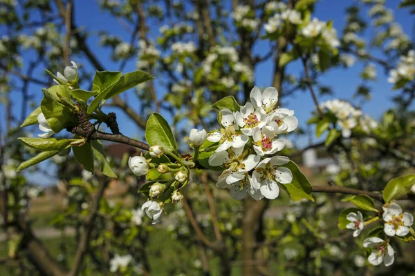 Vacker Våren Äpple Träd Blommor Bakgrund — Stockfoto