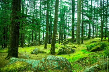 Güzel yemyeşil ağaç ormanı doğa kaya çimi, arka plan - görüntü