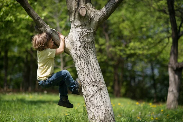 Menino Enfrentando Desafio Tentando Subir Uma Árvore Profundidade Campo Rasa — Fotografia de Stock
