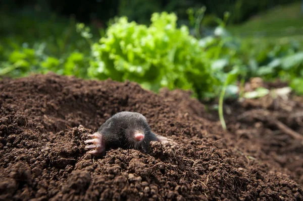 Taupe Regardant Hors Son Trou Dans Jardin — Photo