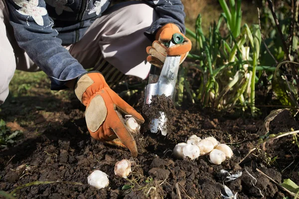 Primer Plano Mano Con Guantes Plantación Bulbos Con Maceta Bulbos — Foto de Stock