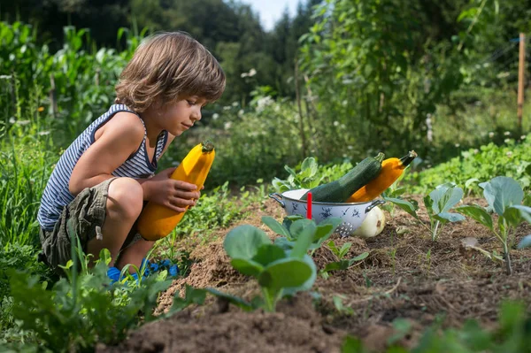 Rapazinho Giro Apanhar Abobrinhas Num Jardim Alimentos Naturais Caseiros — Fotografia de Stock