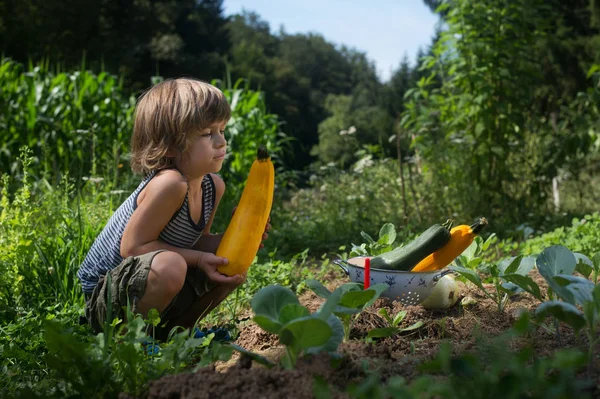 Rapazinho Giro Apanhar Abobrinhas Num Jardim Alimentos Naturais Caseiros — Fotografia de Stock