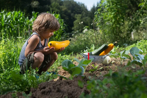 Bonito Menino Olhando Para Abobrinha Que Ele Pegou Jardim — Fotografia de Stock