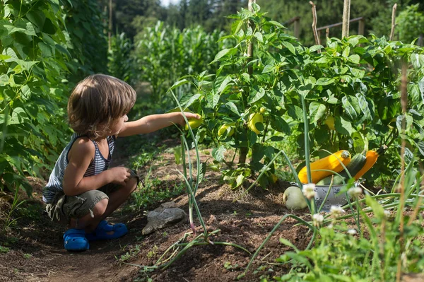 Menino Bonito Escolhendo Capsicum Amarelo Uma Horta Alimentos Naturais Caseiros — Fotografia de Stock