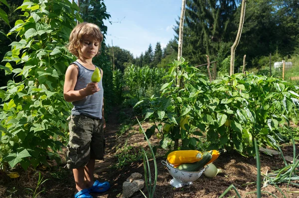 Милый Маленький Мальчик Глядя Желтый Capsicum Выбрал Огороде Овощей — стоковое фото