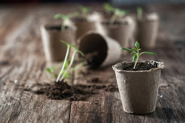 Planting young tomato seedlings in peat pots on wooden background. Agriculture, garden, homegrown food, vegetables, self-sufficient home, sustainable household concept.