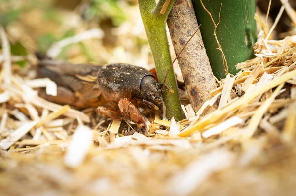 Tikus Tanah Kriket Memakan Bibit Tomat Muda Hama Taman — Stok Foto