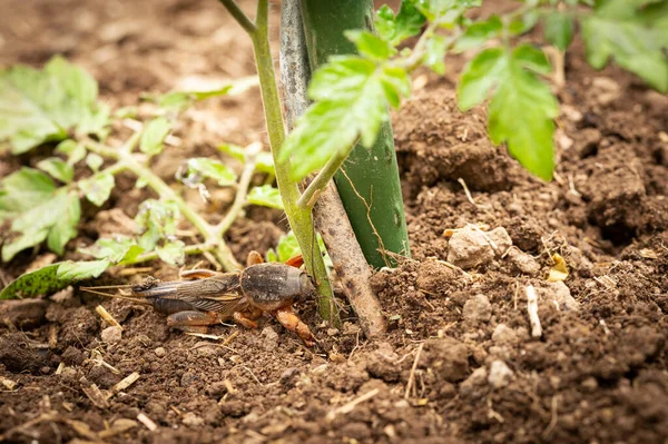若いトマトの植物を食べるクリケットモル 庭の害虫 — ストック写真