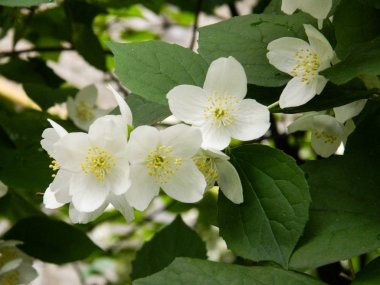 yeşil yaprakları, çiçekli ağaç