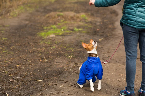 Sahibesi köpeği Basenji ile ormanda yürüyor.