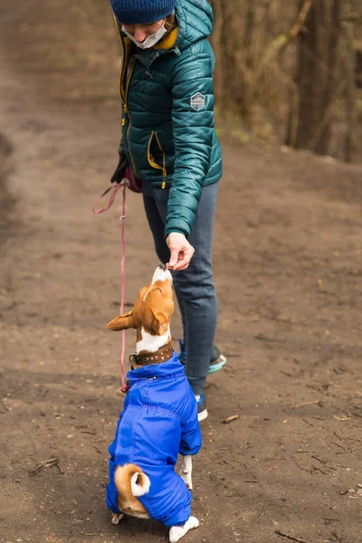 Sahibesi köpeği Basenji ile ormanda yürüyor.