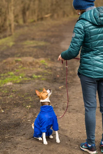 Sahibesi köpeği Basenji ile ormanda yürüyor.