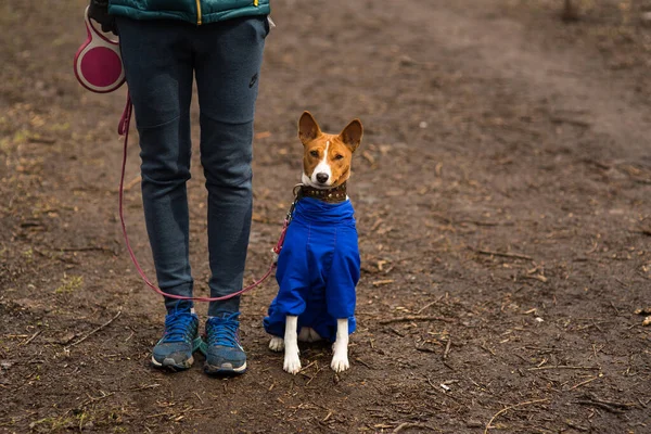 Sahibesi köpeği Basenji ile ormanda yürüyor.