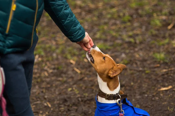 Sahibesi köpeği Basenji ile ormanda yürüyor.