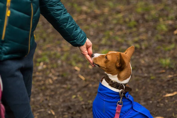 Sahibesi köpeği Basenji ile ormanda yürüyor.