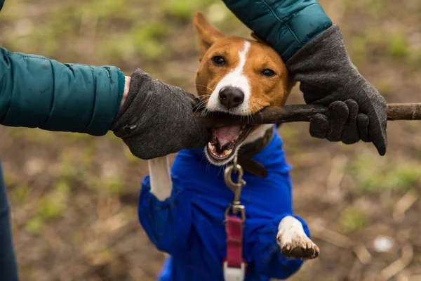 Sahibesi köpeği Basenji ile ormanda yürüyor.