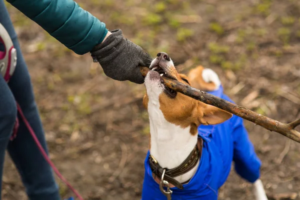 Sahibesi köpeği Basenji ile ormanda yürüyor.
