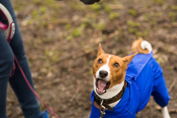 Sahibesi köpeği Basenji ile ormanda yürüyor.