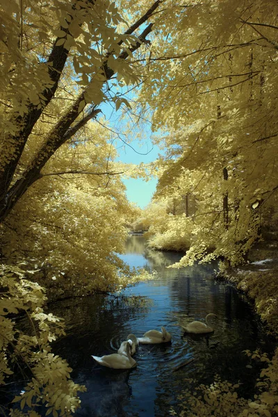 Infrarotaufnahme Eines Sees Und Schwäne Umgeben Von Wald — Stockfoto