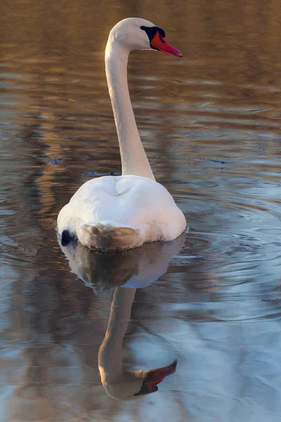 Güzel kuğu ve nehir onun yansıması