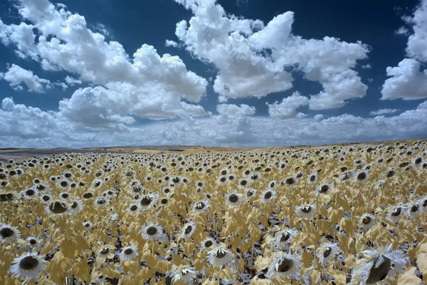 Çok detaylı ile kızılötesi manzaralar