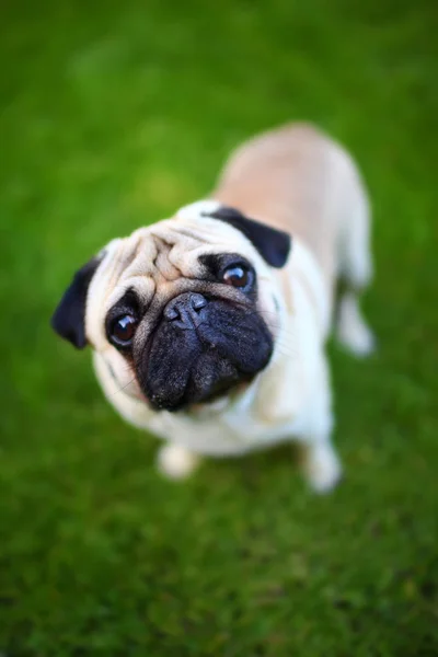 Masum bir köpek yavrusu için kamera görünümünü