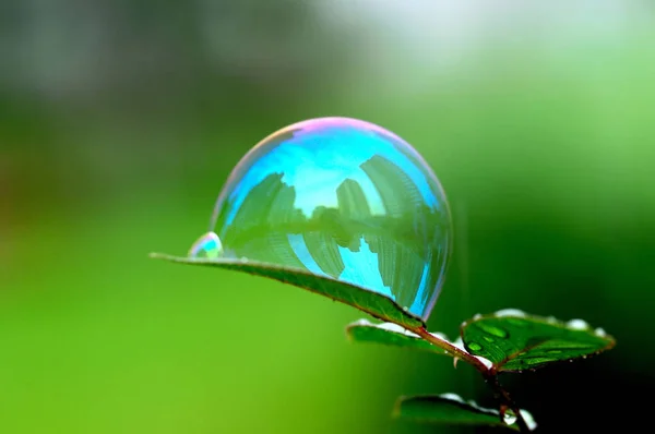 Bir yaprak bir Cityscape bir yansıması ile küçük bir balonda