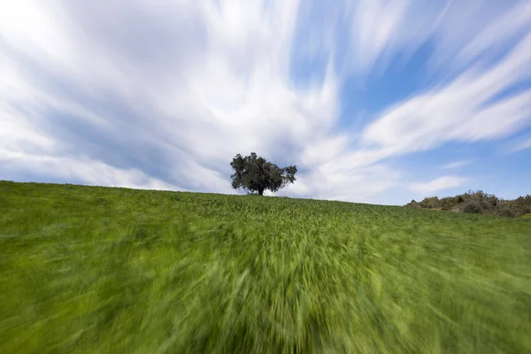 Yeşil buğday alan uzun pozlama ile büyük gök
