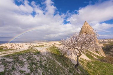 Gökkuşağı ve çiçeği ağaç, Cappadocia Türkiye yatay