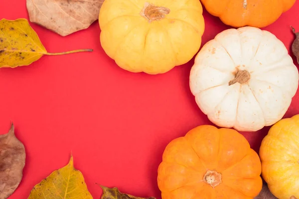 Uroczysta jesień, Halloween i Święto Dziękczynienia dynie i liści — Zdjęcie stockowe