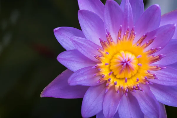 Imagem de lírio de água ou uma flor de lótus — Fotografia de Stock