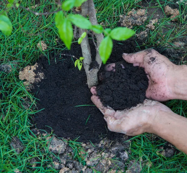 Neues Leben für Pflanzen einen Baum — Stockfoto