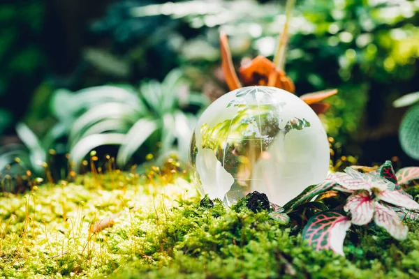 Globe glass in grass forest on nature background — Stock Photo, Image