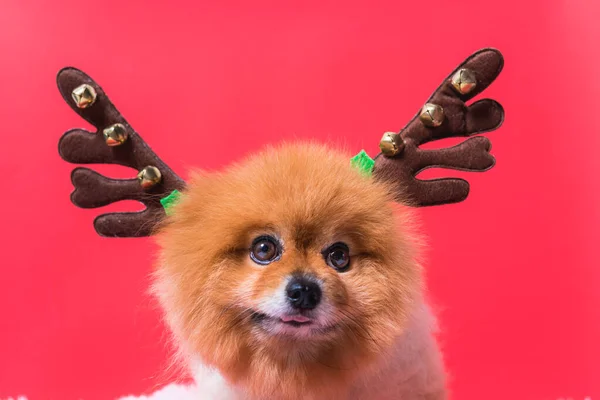 Närbild Chihuahua hund roligt porträtt i ren, jul rådjur — Stockfoto