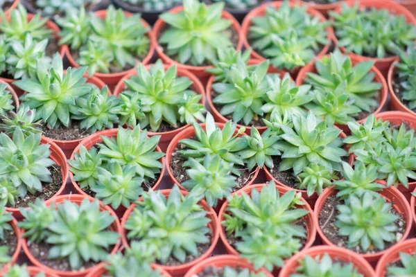 Elrendezés miniatűr zöld zamatos növények — Stock Fotó