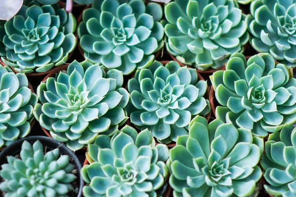 Arranjo miniatura verde plantas suculentas — Fotografia de Stock