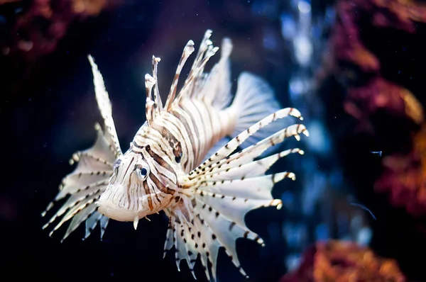 Peces leones —  Fotos de Stock