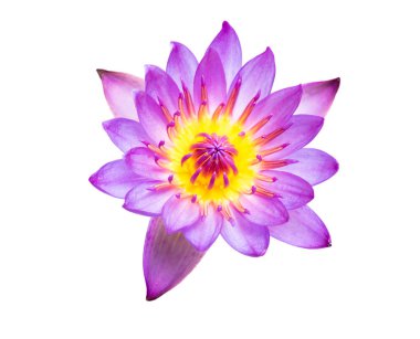 Beyaz arka plan üzerinde üzerinde pembe Lotus çiçek çiçek açan izole.