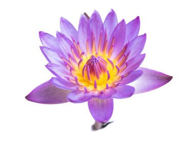 Beyaz arka plan üzerinde üzerinde pembe Lotus çiçek çiçek açan izole.